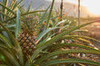 © Iombi Garcia/ADDICTIVE STOCK - Tropical green bushy tree with ripening pineapples on plantation of El Hierro island