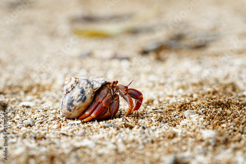Cuadros en Lienzo Close-up of a hermit crab (Coenobitidae) wearing a shell shell as shelter and ru