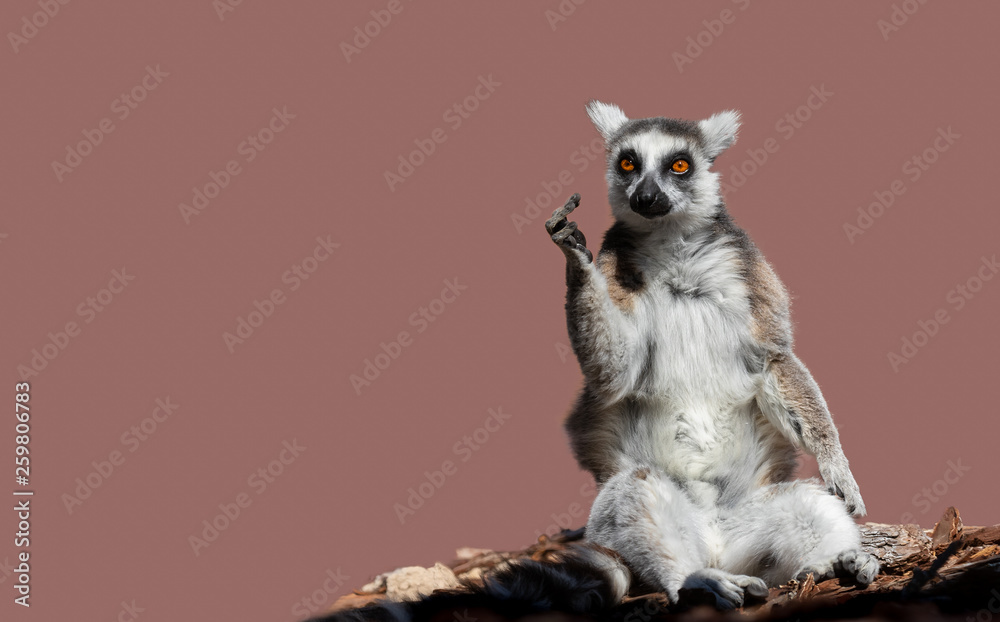 Eine eindeutige Geste zeigt ein Lemur, ein Affe aus Madagaskar. - obrazy, fototapety, plakaty 
