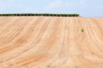 Beautiful agricultural landscape. Sunny day in italian countryside.