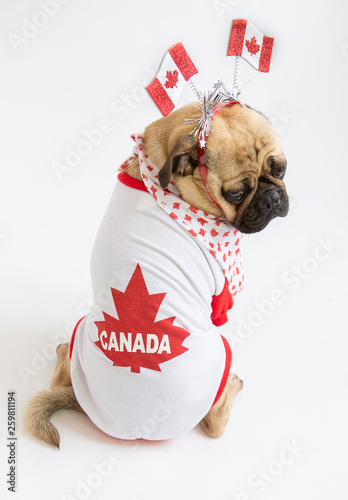 canadian dog clothes