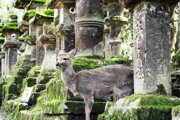 Close up of a Sika deer standing in between ancient gates of a shrine in Nara, Japan.