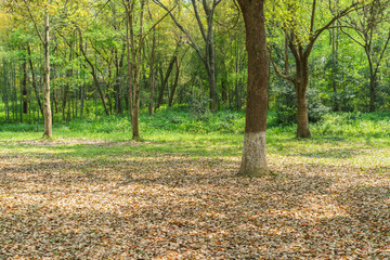 Canvas Print - Empty ground in the forest with fallen leaves