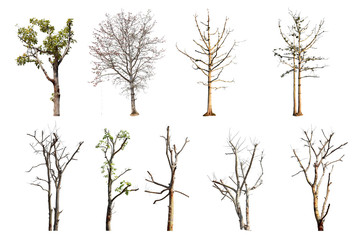 Wall Mural - collection trees without leaves isolated on white background. with clipping path.