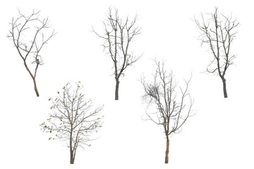 Wall Mural - collection trees without leaves isolated on white background. with clipping path.