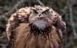 Great horned owl in defensive posture