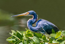 Tricolored Heron Perches Near Water -A Tricolored Heron, Formerly Know As The Louisiana Heron, Perches On A Branch Over The Water Waiting On Its Next Meal To Swim Below.