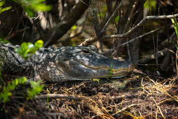 Wall Mural - American Alligator head in Florida swamps. Everglades National Park. Florida. USA. 