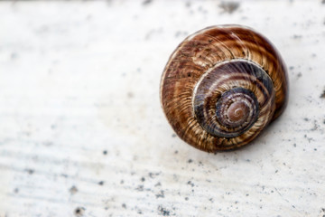 Big snail shell on a white background closeup