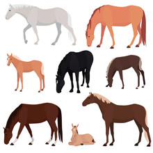 Set Of Different Horses, Various Colors And Poses. Herd Of Grazing Horses, Mares, Stallion, Foals