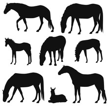 Set Of Different Horses Silhouettes. Herd Of Grazing Horses, Mares, Stallion, Foals