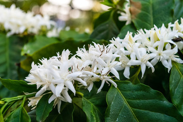 Coffee flowers blossom