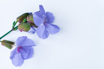 Wall Mural - Laurel clockvine flower