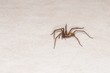 Riesige fette Spinne in einem Keller, Deutschland