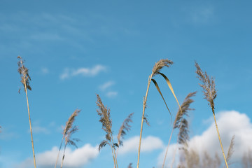 Graminees on a blue sky