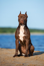 American Pit Bull Terrier Dog Sitting On The Beach