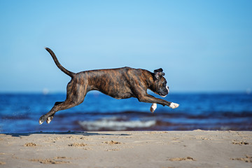 Poster - german boxer dog jumping on the beach