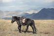 saddled przewalski horse in Altai Mountains
