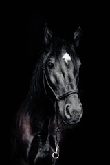 Portrait of a black horse on the black background