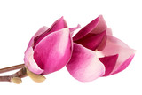 Fototapeta Storczyk - Flower of pink magnolia isolated on white  background, close up