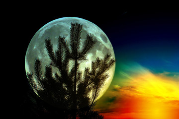 Wall Mural - silhouette of pine on the background of the full moon. fantastic background.