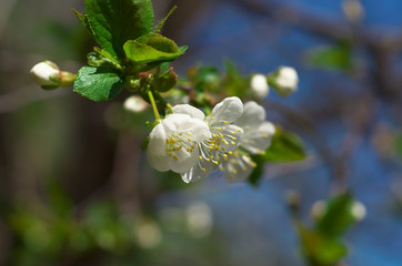 Cherry flowers on branch tree at the springtime in sunny day in the garden, blue sky background, copyspace