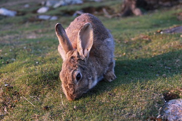 rabbit in the grass Norway 