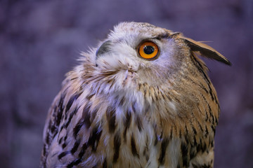 beautiful owl with big eye