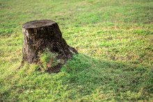 Stump Of Dead Coconut Tree On Green Grass