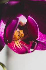 Side view closeup of purple moth orchid flower in natural light.