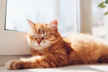 Ginger cat lying on window sill at home in the morning. Pet enjoying sun