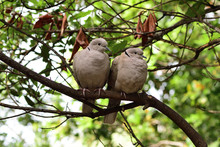 Two Eurasian Collared Doves (streptopelia Decaocto) Perching In A Tree