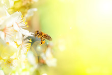 White Flowers Of Fruits Tree And Bee With Soft Blurred Background.