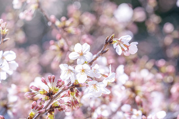 Sticker - Beautiful yoshino cherry blossoms sakura (Prunus × yedoensis) tree bloom in spring in the castle park, copy space, close up, macro.