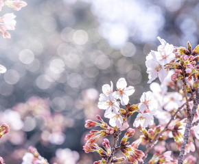 Sticker - Beautiful yoshino cherry blossoms sakura (Prunus × yedoensis) tree bloom in spring in the castle park, copy space, close up, macro.