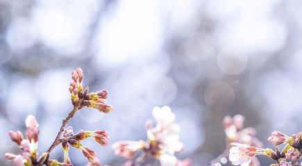 Sticker - Beautiful yoshino cherry blossoms sakura (Prunus × yedoensis) tree bloom in spring in the castle park, copy space, close up, macro.