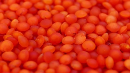 Sticker - Lentil red close-up