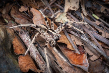 Marbled Huntsman Spider Foraging On The Rainforest Floor, Queensland, Australia