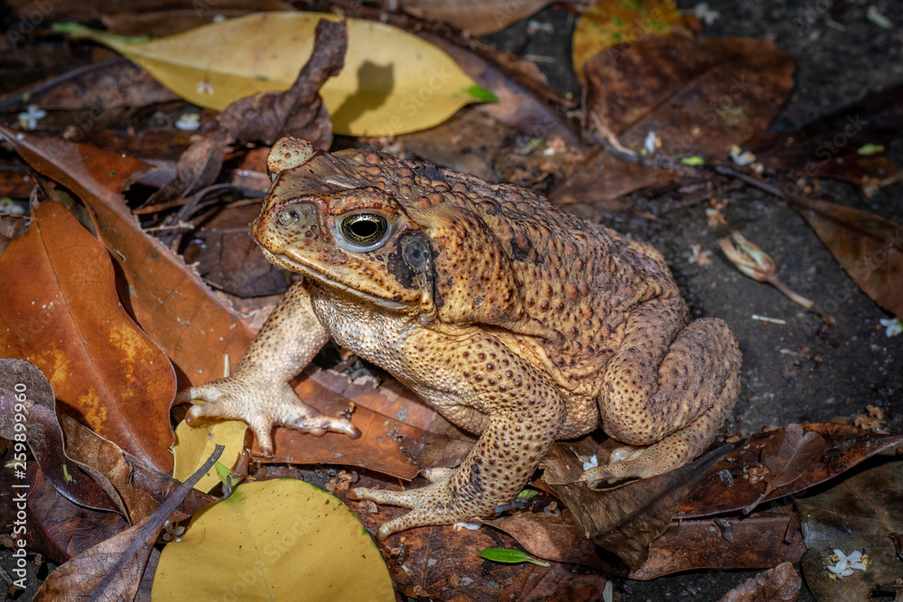 Cane toad in tropical rain forest, Queensland, Australia Stock Photo ...