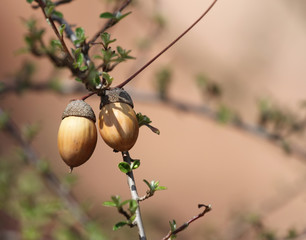 Wall Mural - acorns on the tree