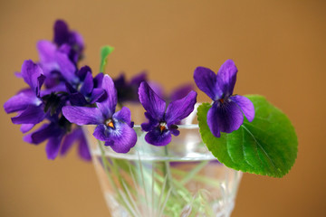 Wall Mural - Bouquet of violets flowers in a vintage crystal glass on a golden background