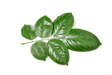 Green leaf on isolate white background with clipping path