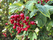 European Cranberry Fruit in Rhone Valley in Switzerland