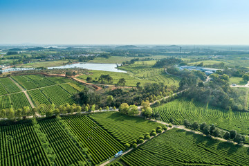 Overview of China's Green Tea Gardens