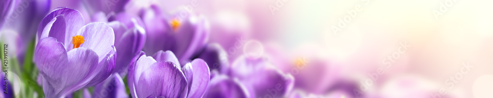 Blooming Cluster Of Purple Crocuses With Sunlight - Springtime Web Header Background Banner  - obrazy, fototapety, plakaty 