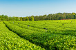  The tea plantations background Tea plantations in morning light