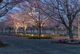 Fototapeta Sawanna - 桜のライトアップ　千葉県習志野市　さくら広場
