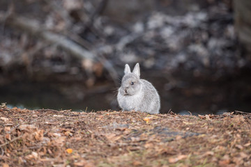 cute grey bunny sitting on brown leaves on the ground looking at you