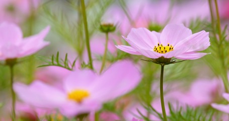 Canvas Print - Cosmo flower field