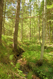 Fototapeta Las - Summer forest landscape.